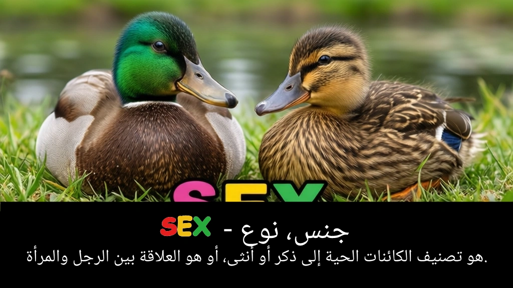 Arabic Illustration for sex